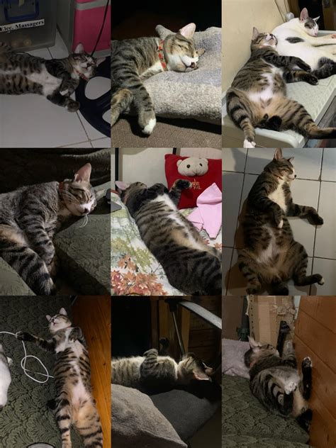 chupaan sa inuman|Yung kumpare mong natutulog sa inuman : r/catsofrph .